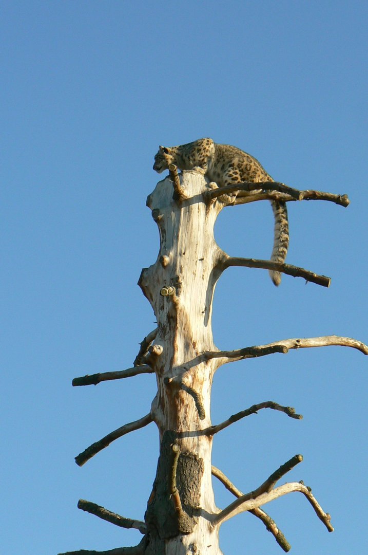 Bioparc Zoo de Doué - Snow leopard - Final stage