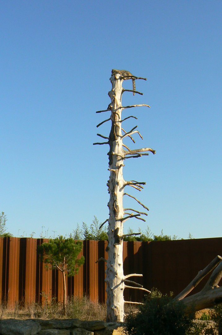 Bioparc Zoo de Doué - Snow leopard - The view is nice from there