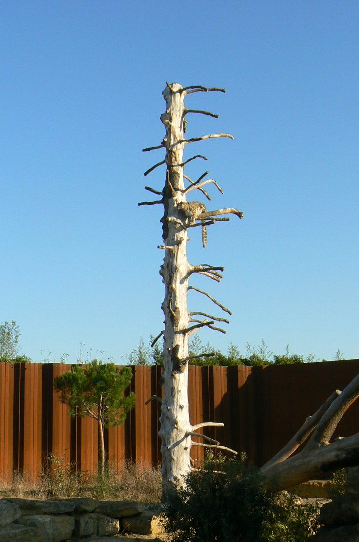 Bioparc Zoo de Doué - Snow leopard