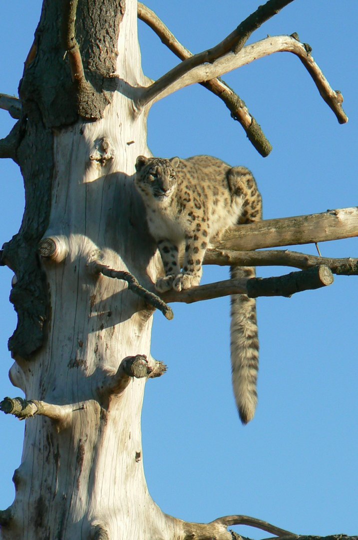 Bioparc Zoo de Doué - Snow leopard
