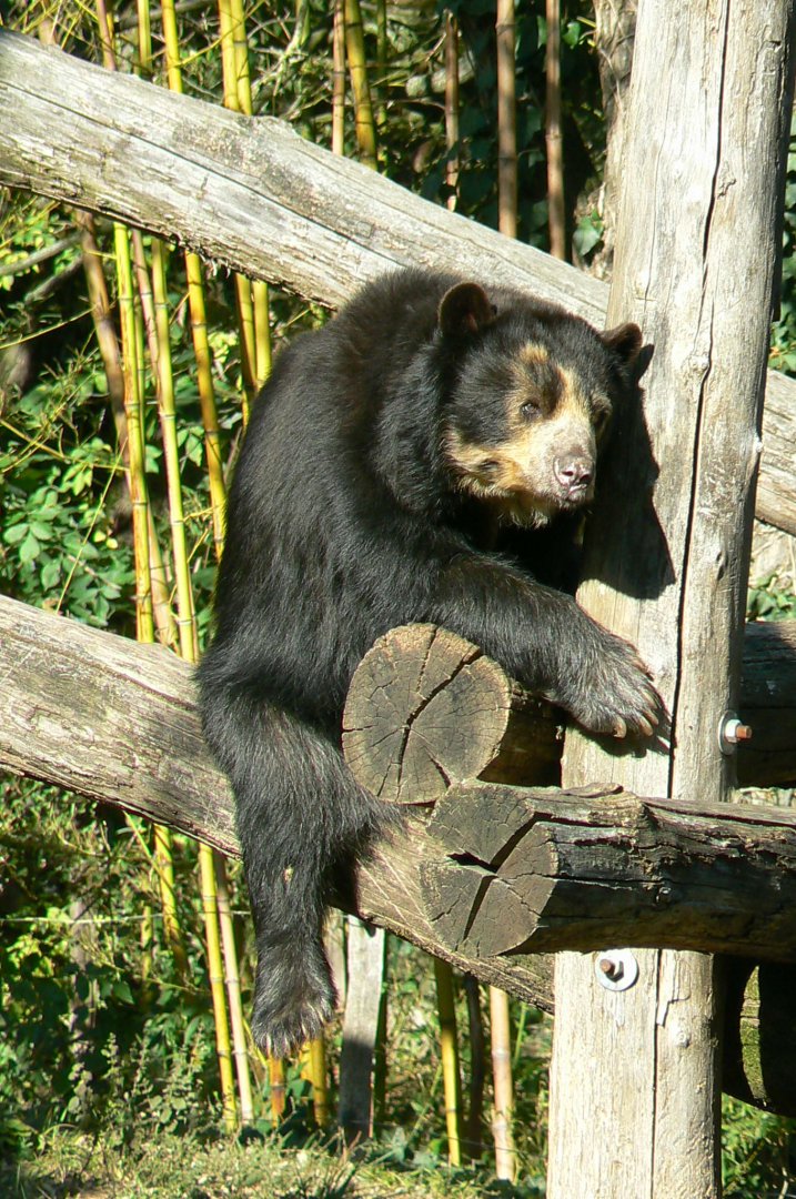 Bioparc Zoo de Doué - Spectacled bear
