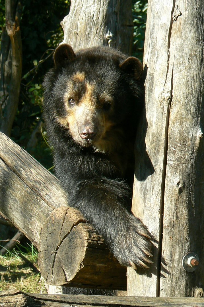 Bioparc Zoo de Doué - Spectacled bear