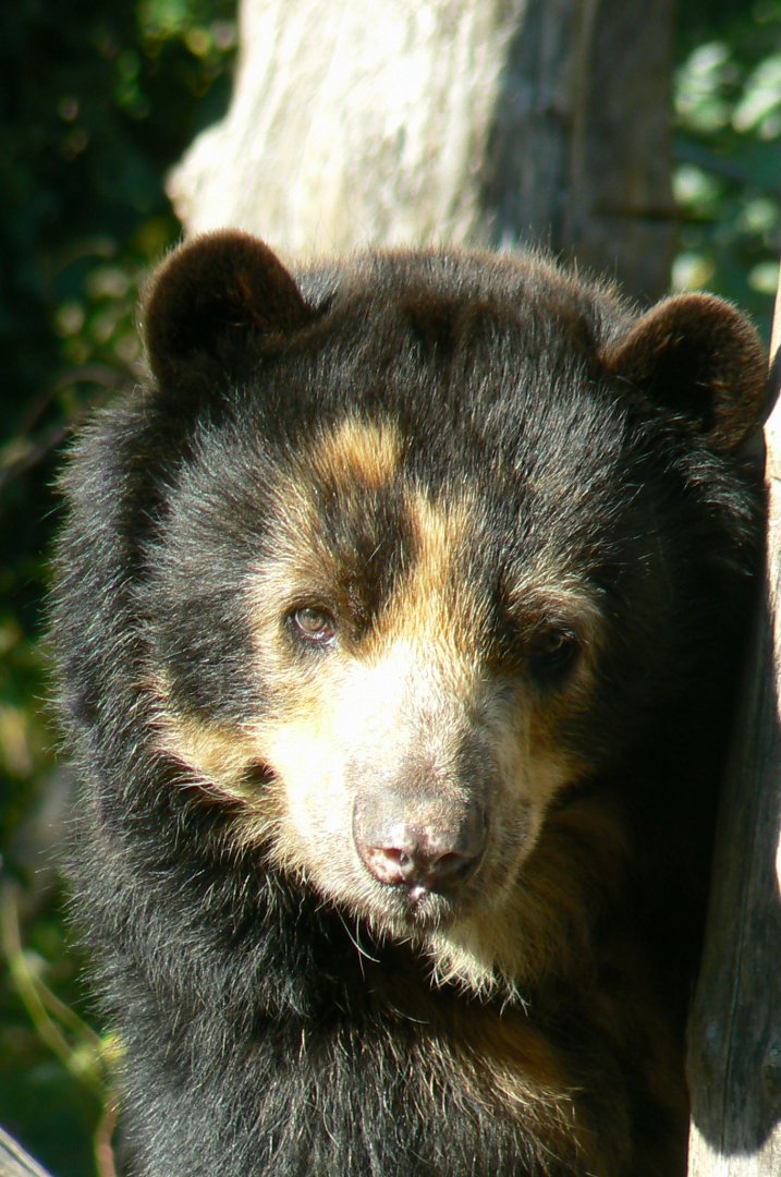 Bioparc Zoo de Doué - Spectacled bear