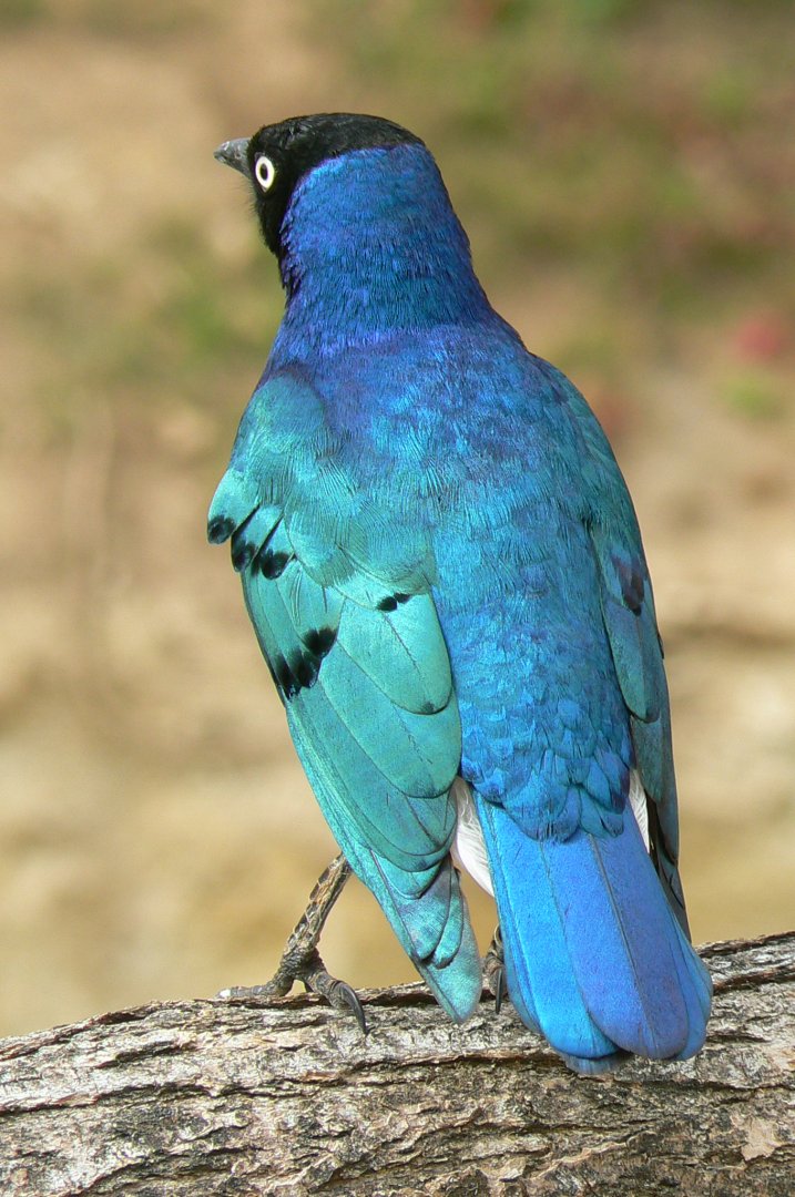 Bioparc Zoo de Doué - Superb starling