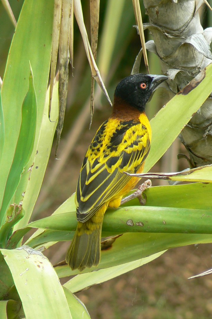 Bioparc Zoo de Doué - Village weaver