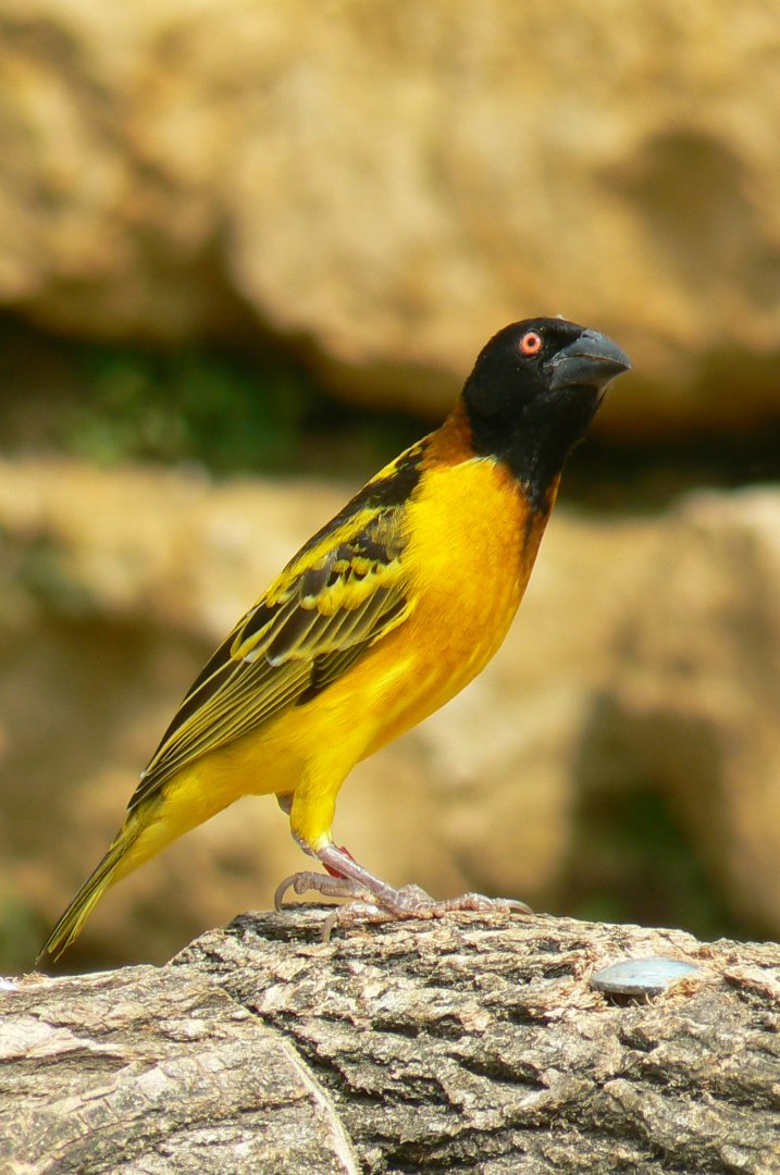 Bioparc Zoo de Doué - Village weaver