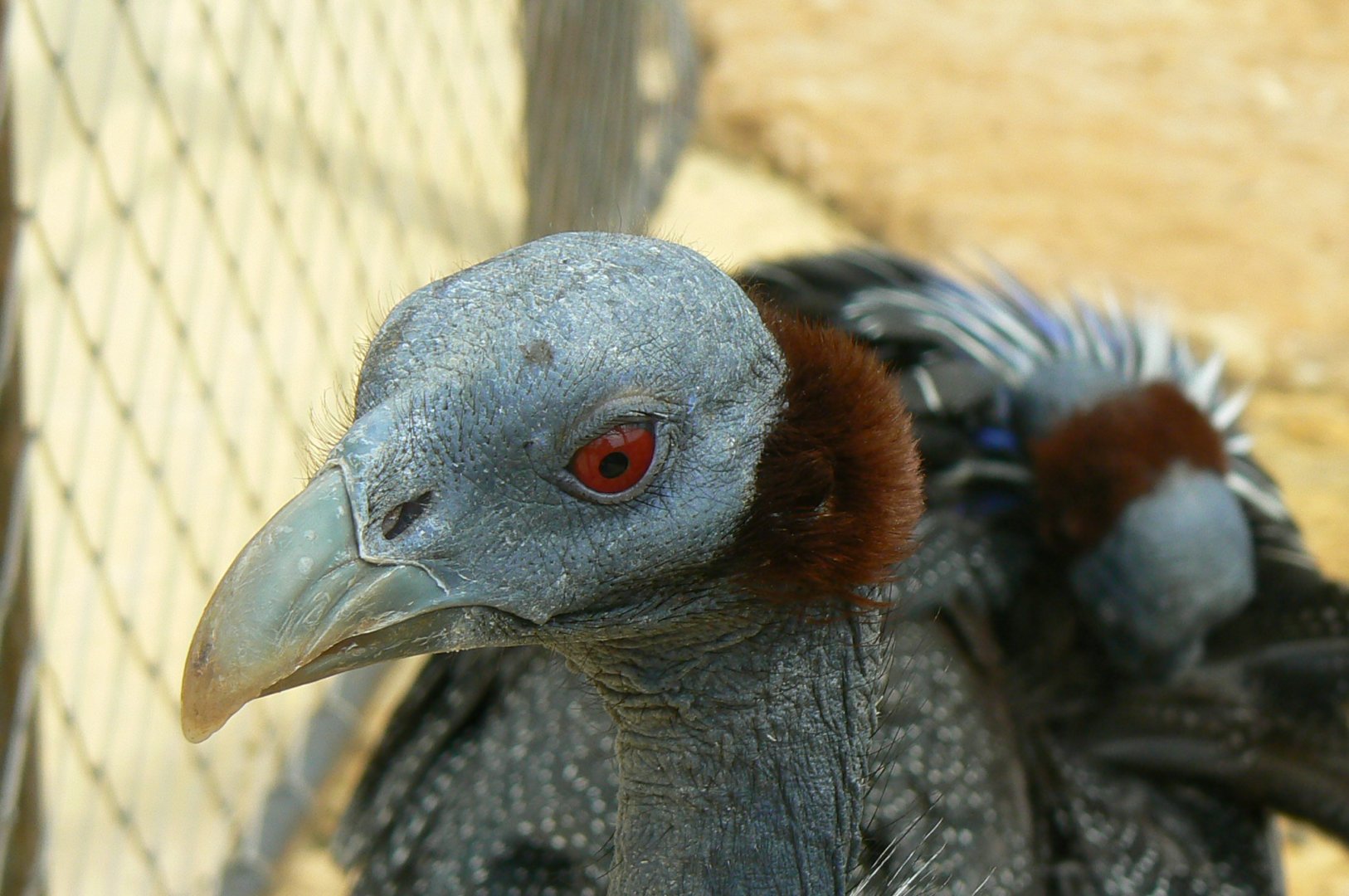 Bioparc Zoo de Doué - Vulturine guineafowl