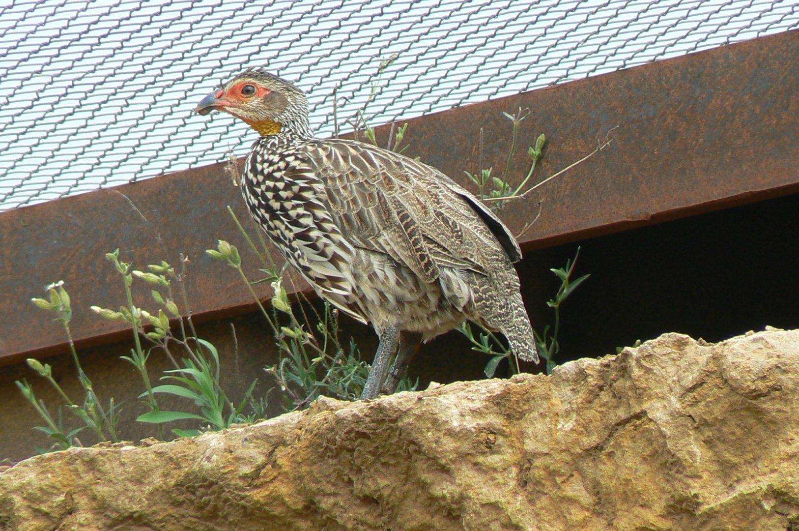 Bioparc Zoo de Doué - Yellow-necked francolin