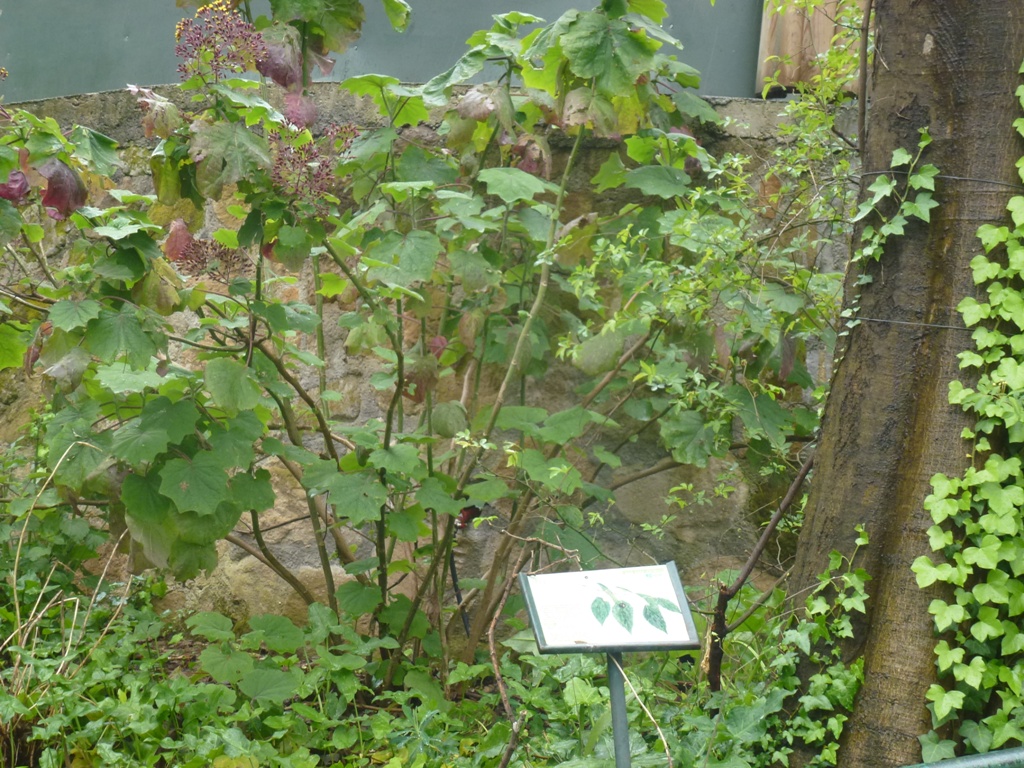 Bioparco di Roma 5.4.15