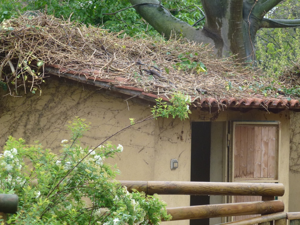 Bioparco di Roma 5.4.15