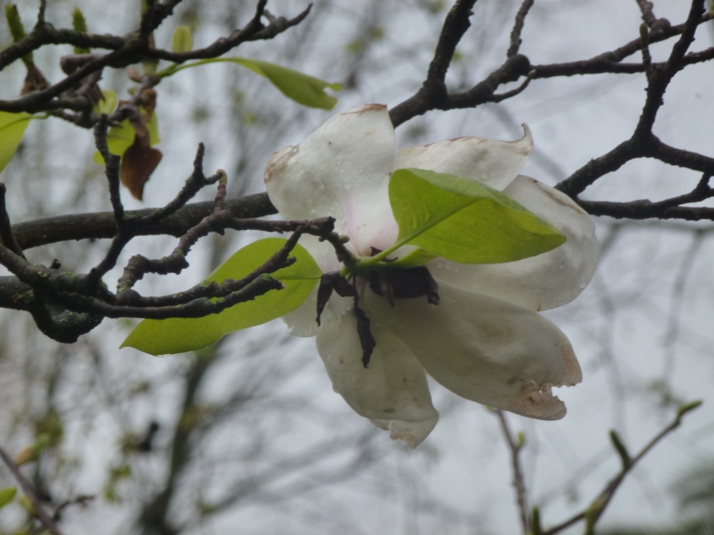 Bioparco di Roma 5.4.15
