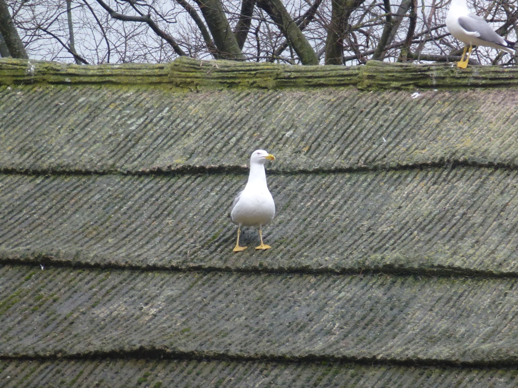 Bioparco di Roma 5.4.15