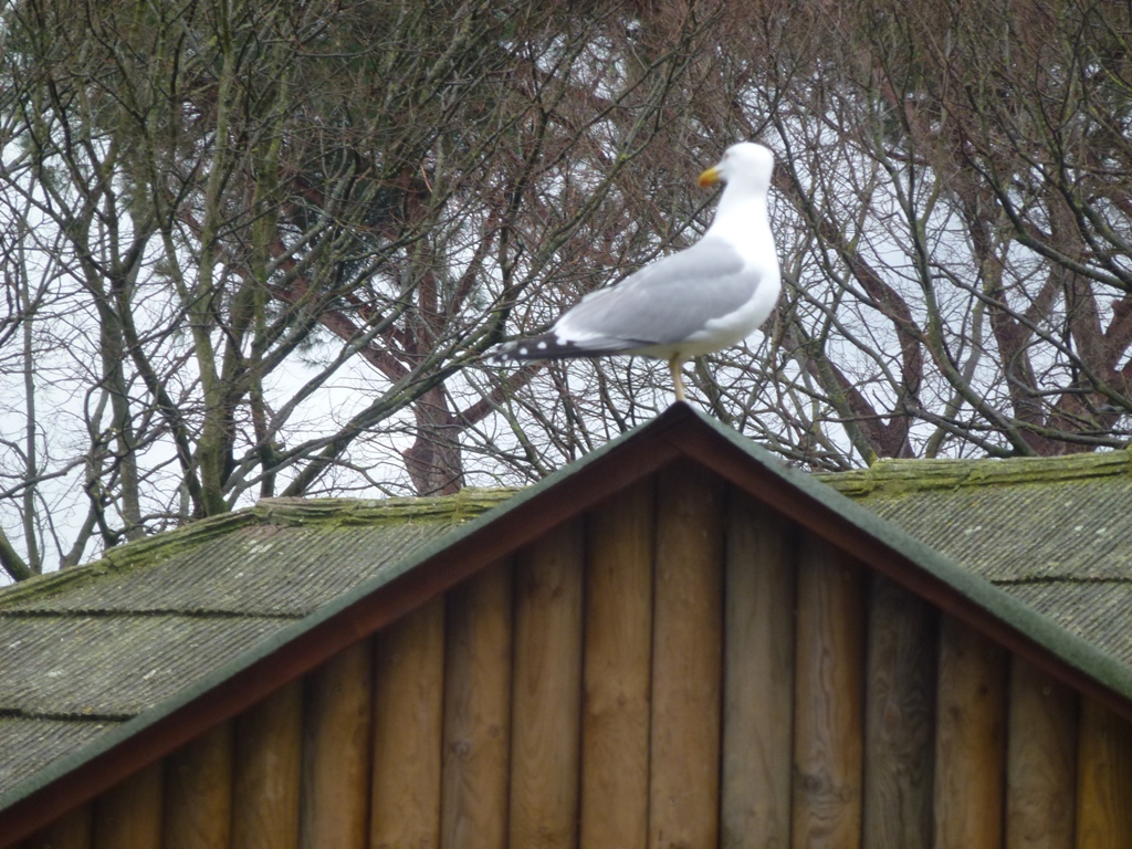Bioparco di Roma 5.4.15