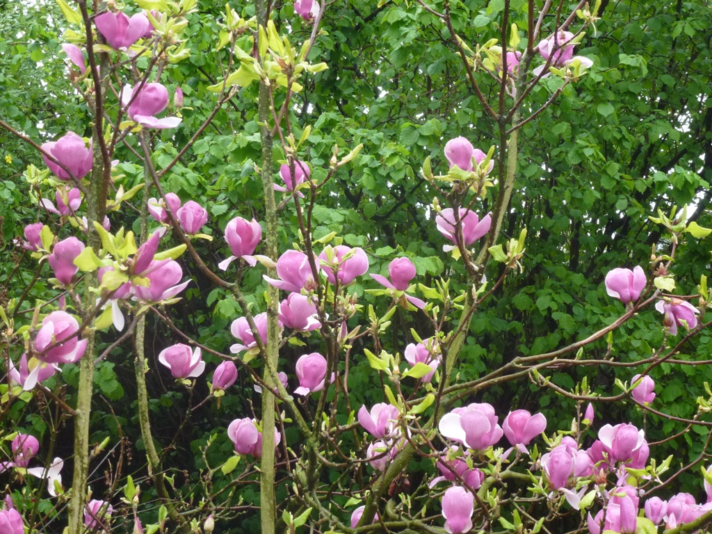 Bioparco di Roma 5.4.15