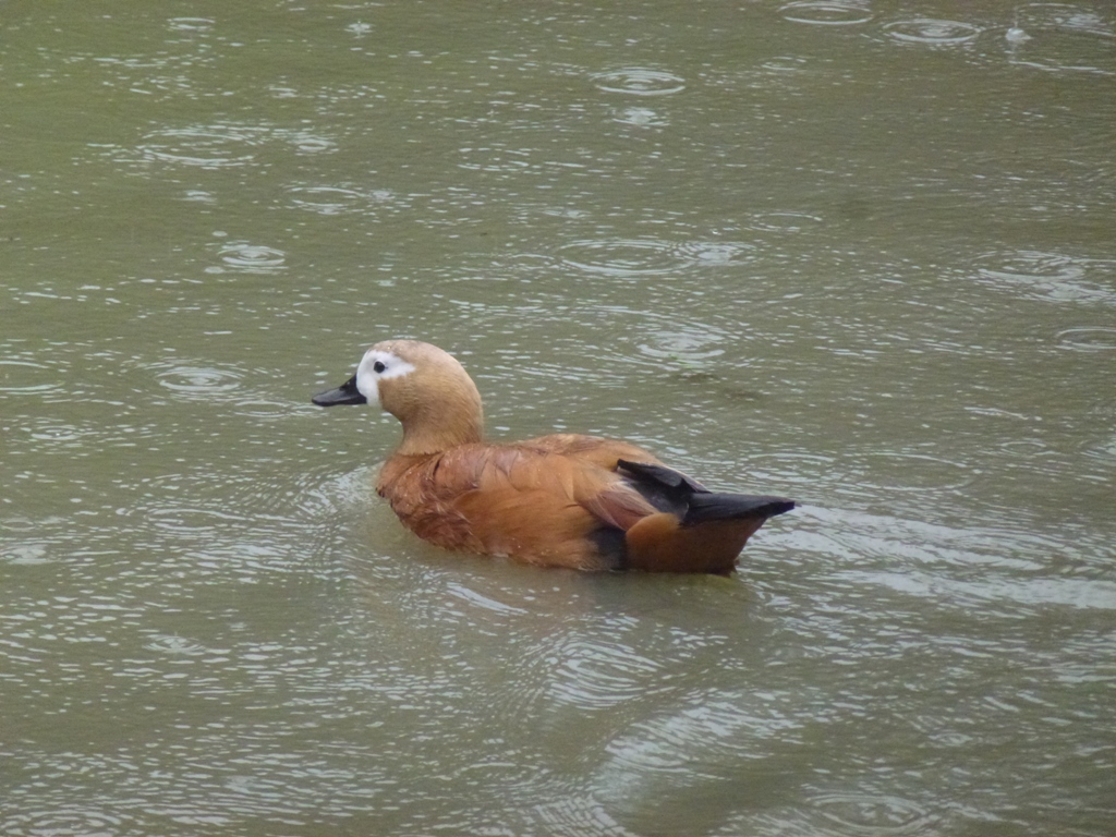 Bioparco di Roma 5.4.15