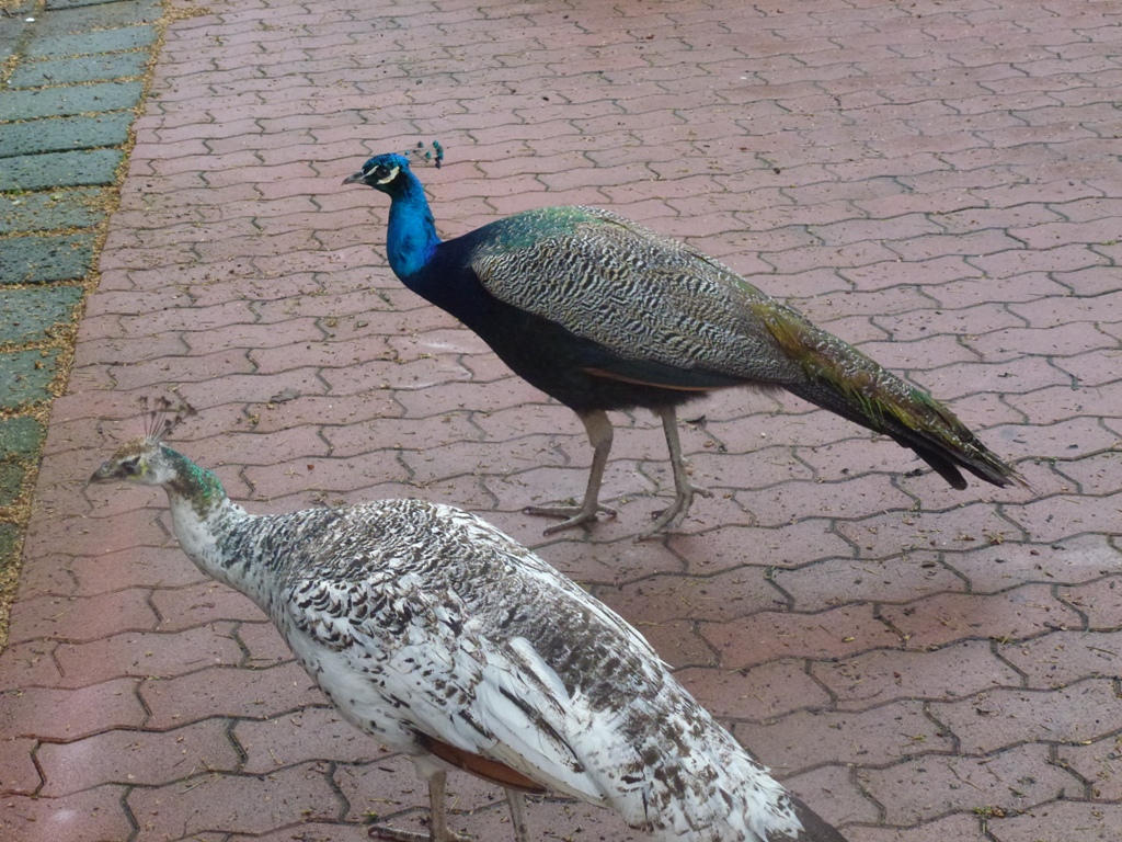 Bioparco di Roma 5.4.15