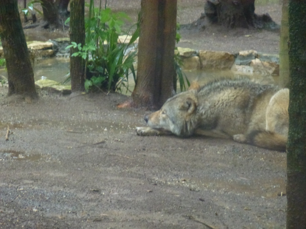 Bioparco di Roma 5.4.15