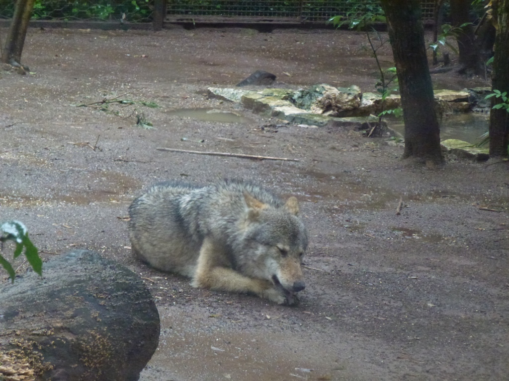 Bioparco di Roma 5.4.15
