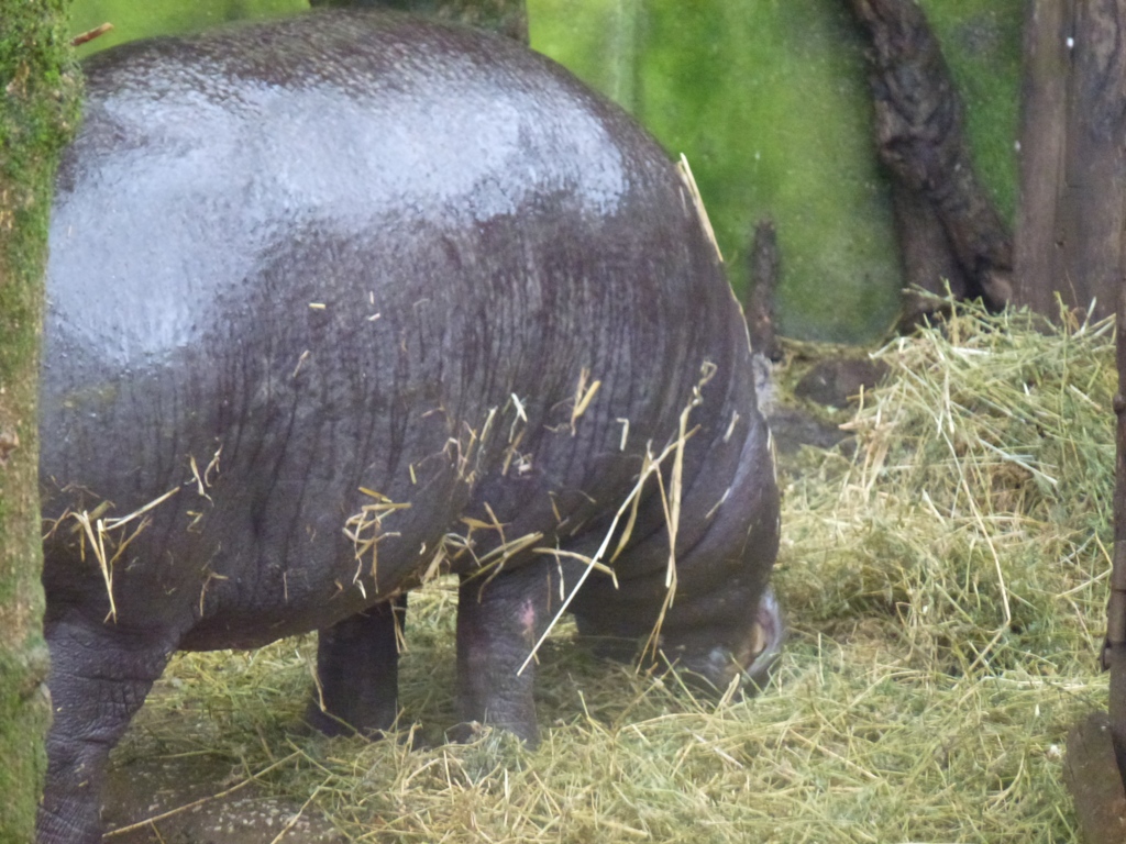 Bioparco di Roma 5.4.15
