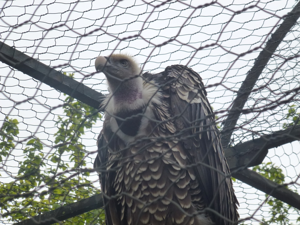 Bioparco di Roma 5.4.15