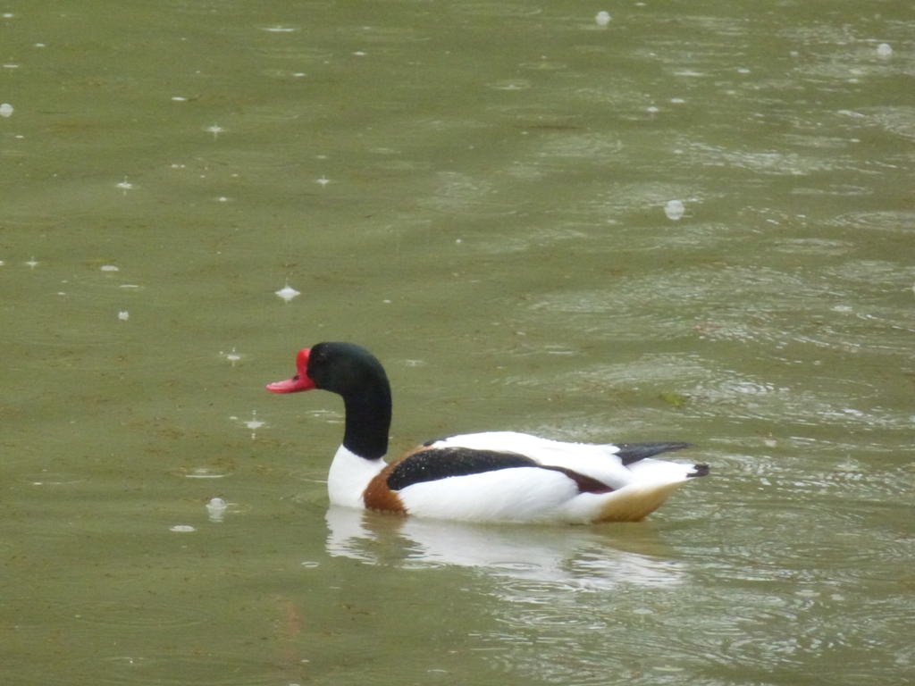 Bioparco di Roma 5.4.15