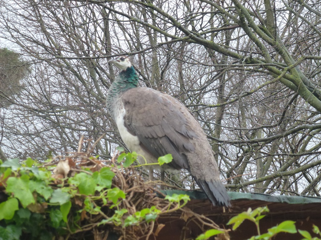 Bioparco di Roma 5.4.15