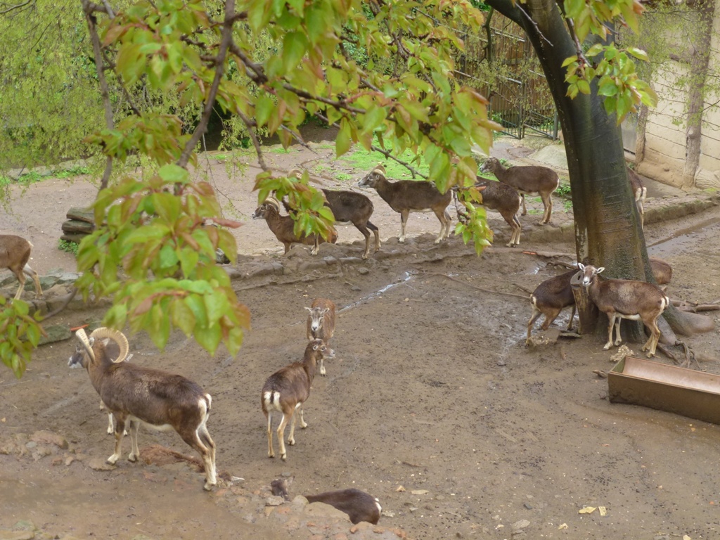Bioparco di Roma 5.4.15