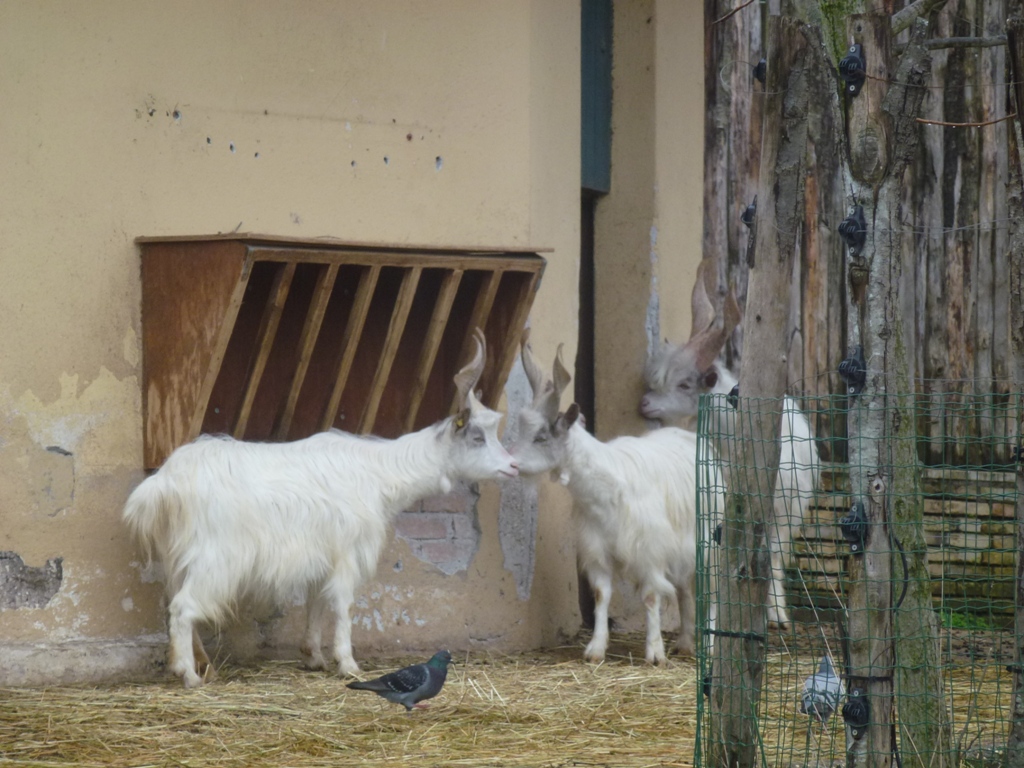 Bioparco di Roma 5.4.15