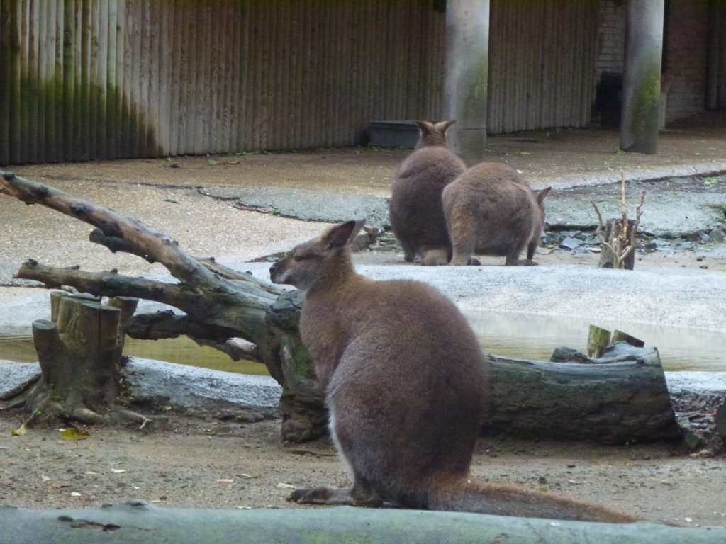 Bioparco di Roma 5.4.15