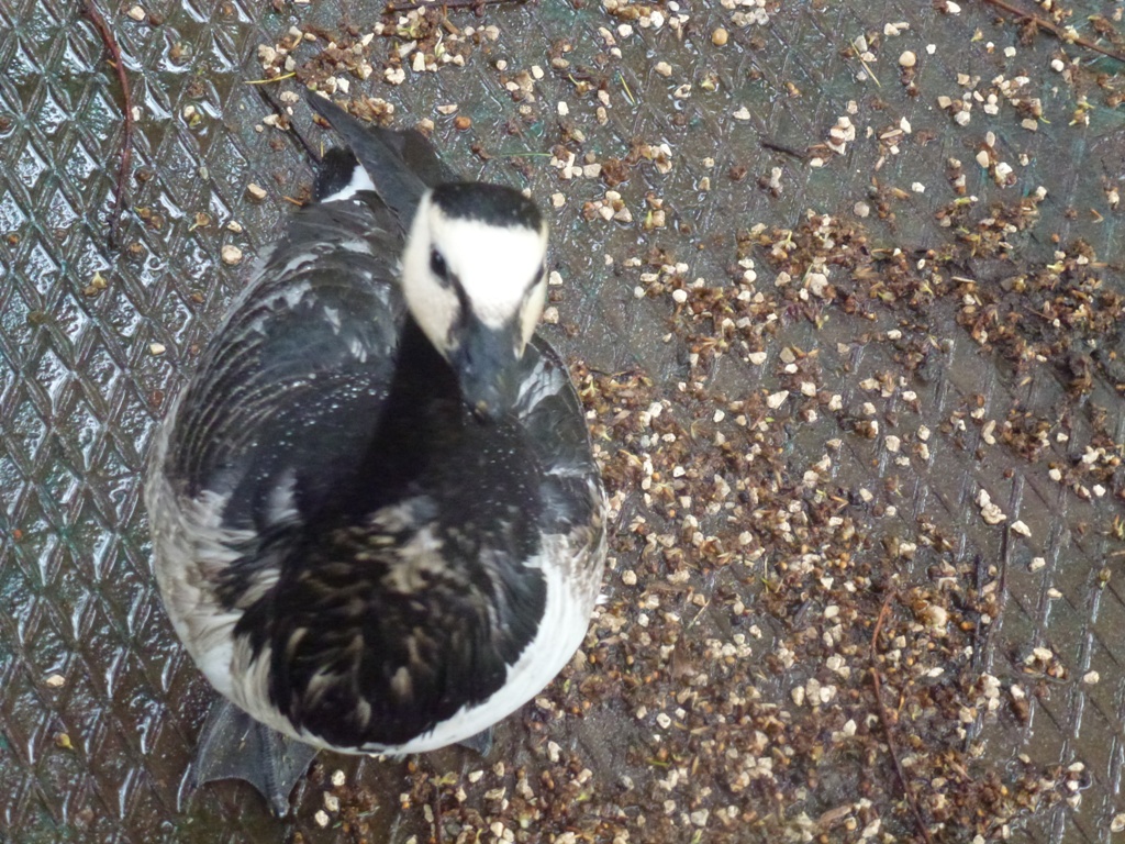 Bioparco di Roma 5.4.15