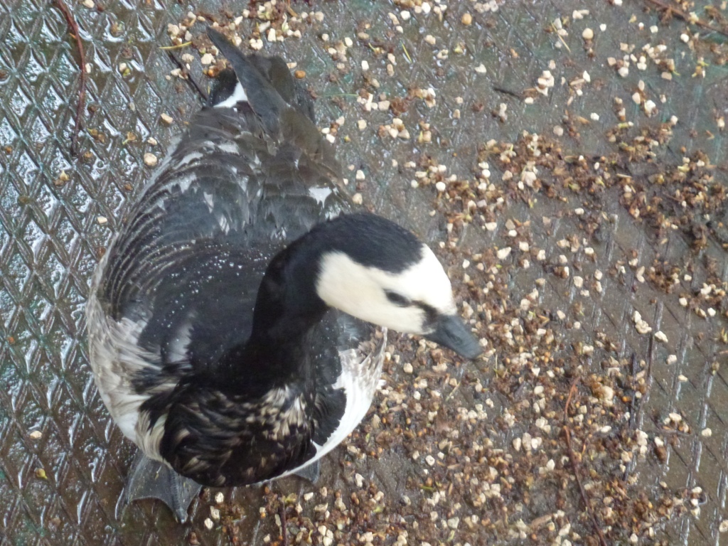 Bioparco di Roma 5.4.15