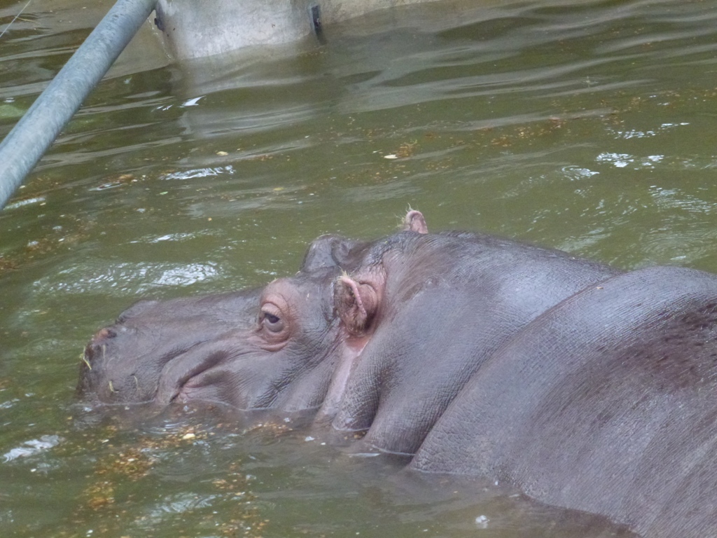 Bioparco di Roma 5.4.15
