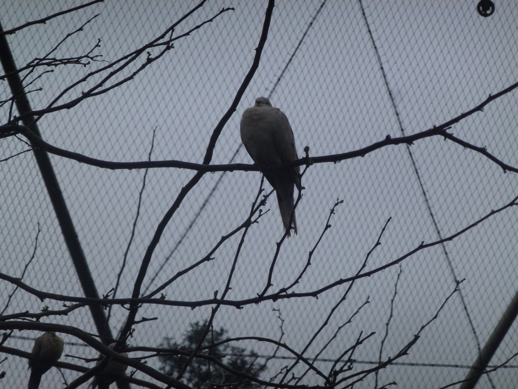 Bioparco di Roma 5.4.15