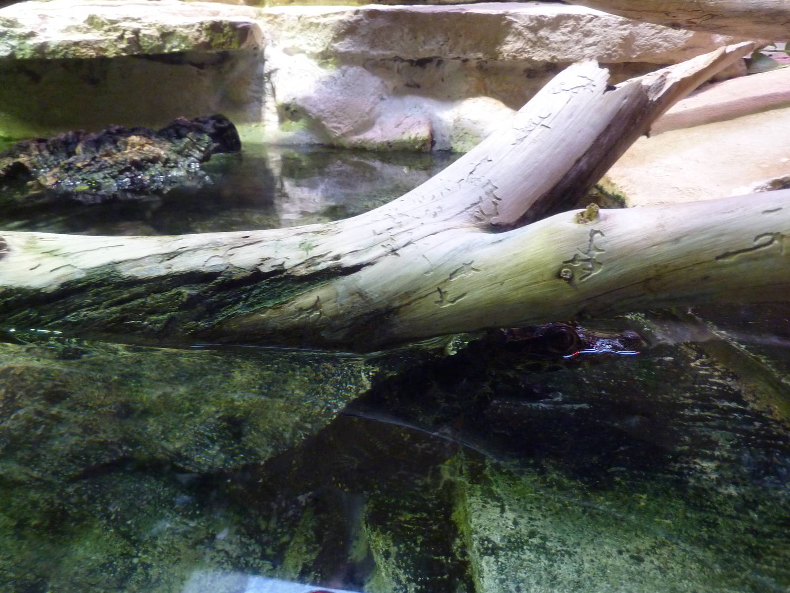 Bioparco Roma - African Dwarf crocodile