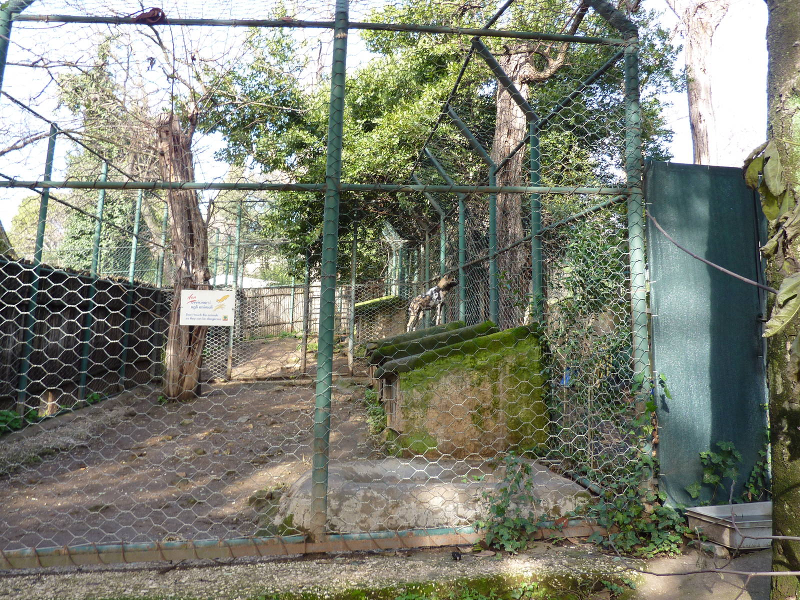 Bioparco Roma - African wild dog enclosure