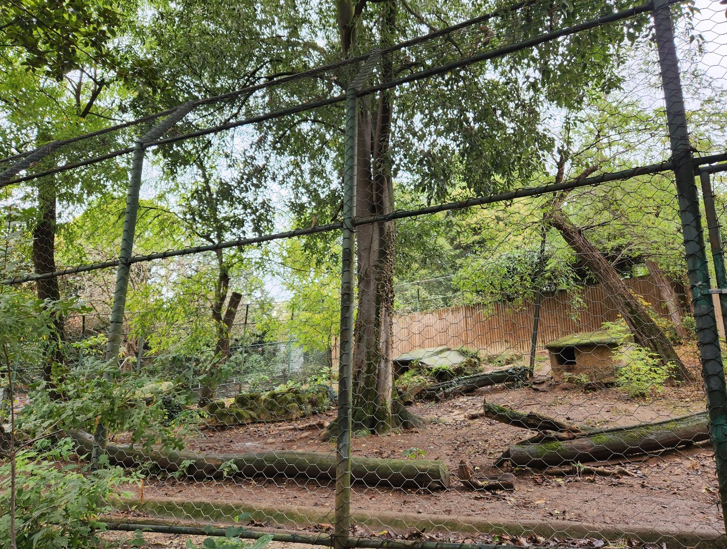 Bioparco Roma - African Wild Dog exhibit