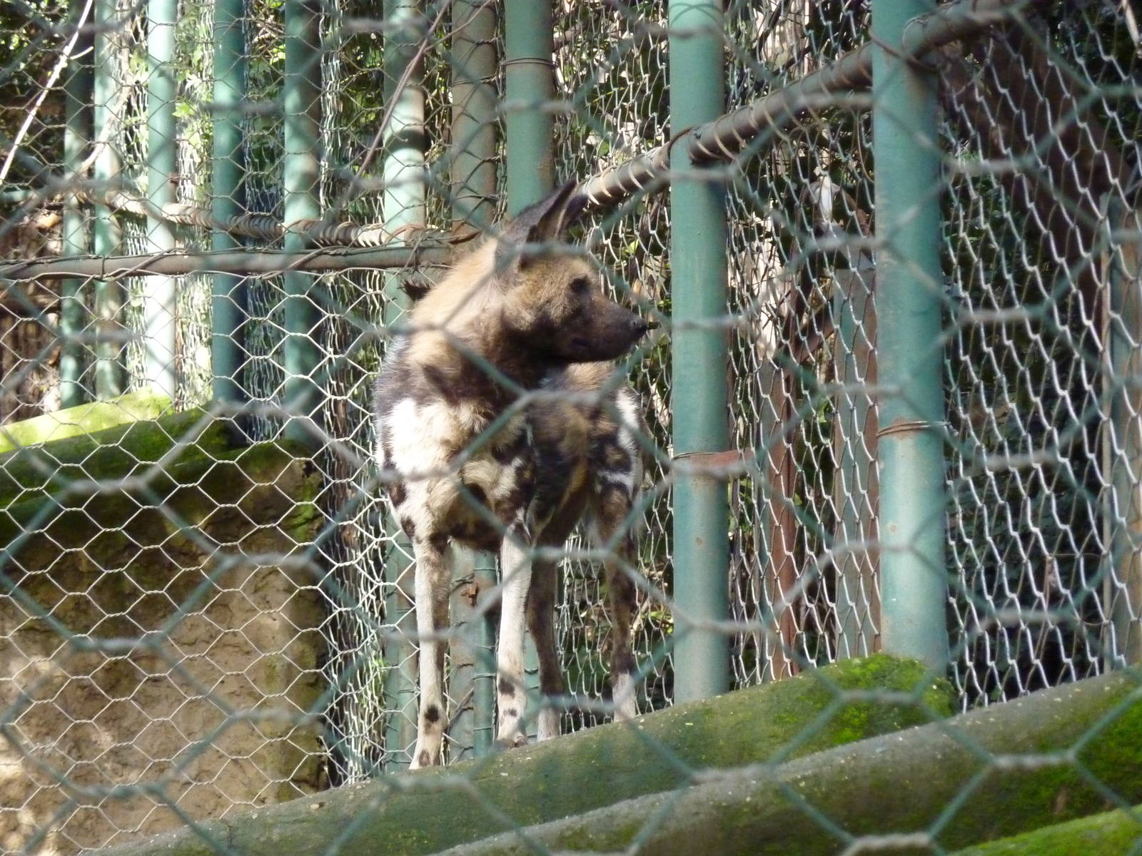 Bioparco Roma - African wild dog