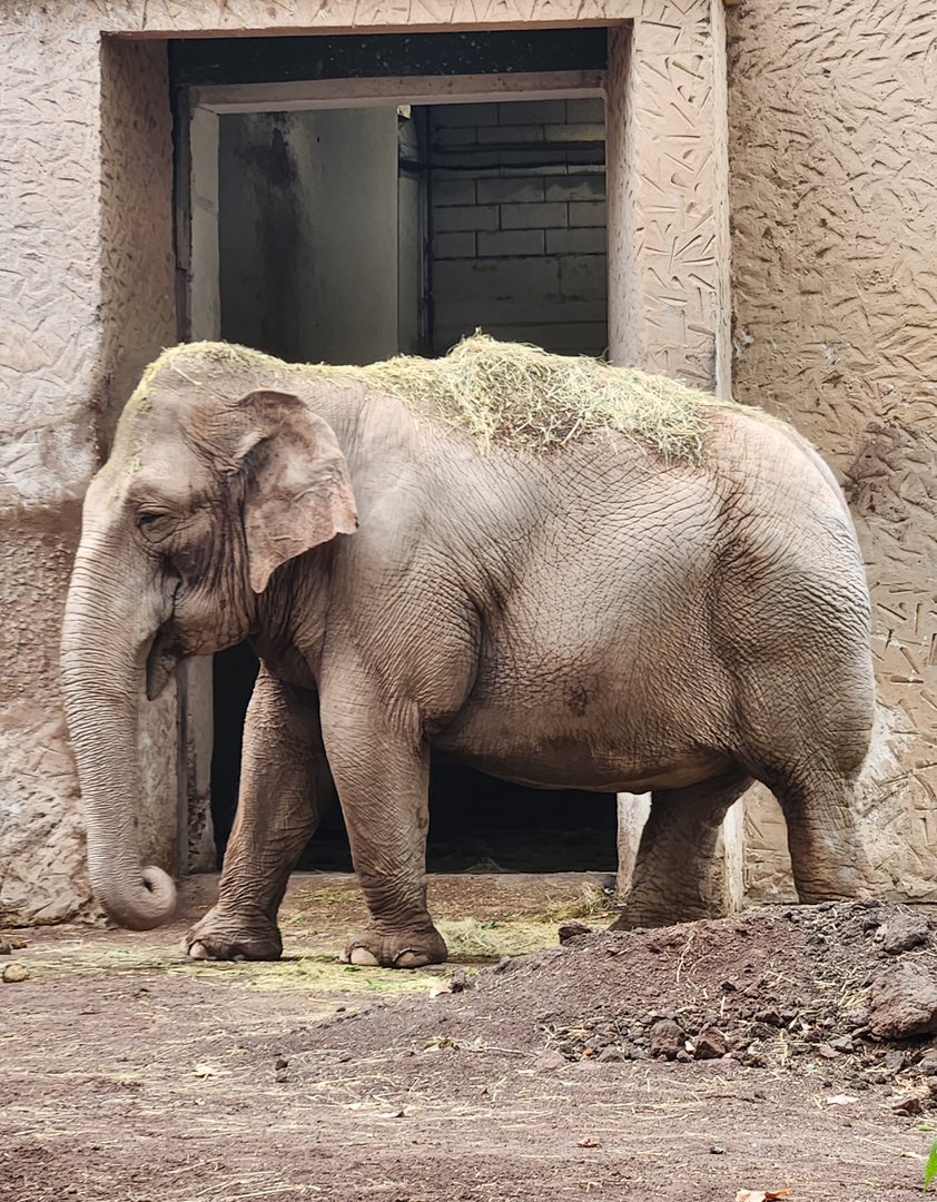 Bioparco Roma - Asian Elephant