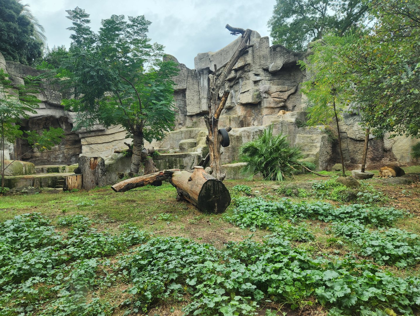 Bioparco Roma - Asiatic Lion exhibit