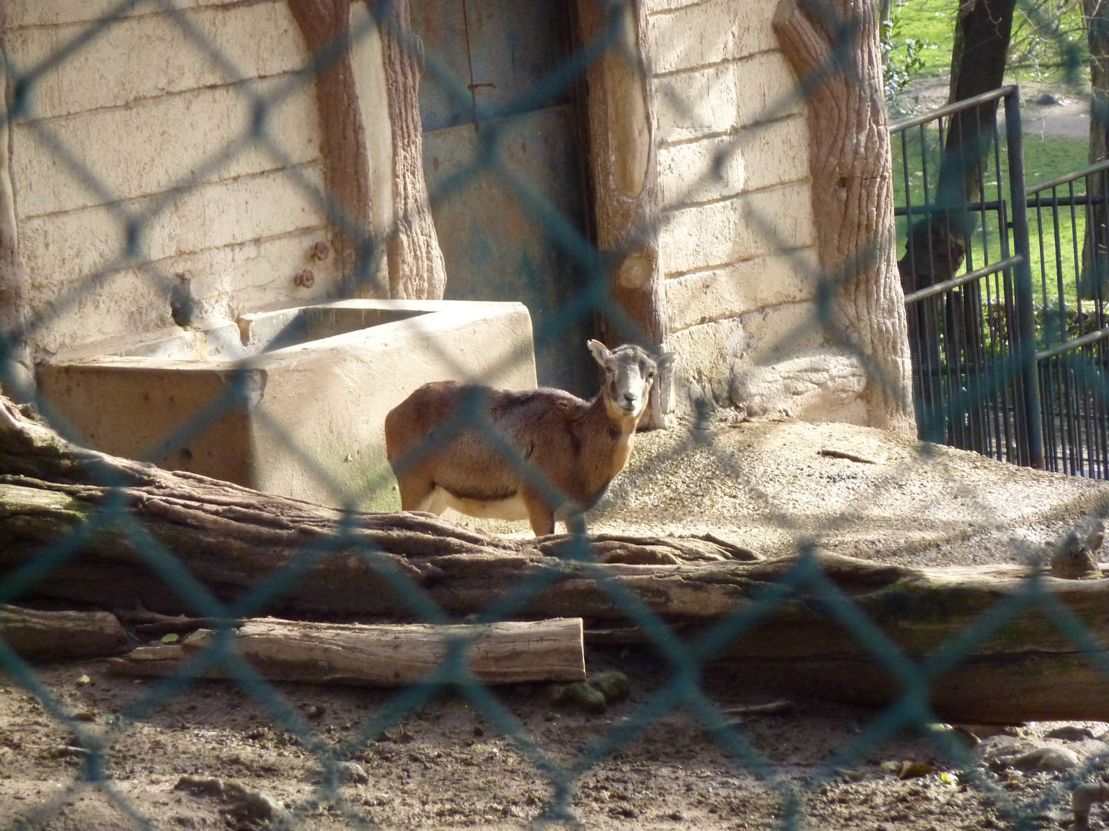 Bioparco Roma - Asiatic mouflon