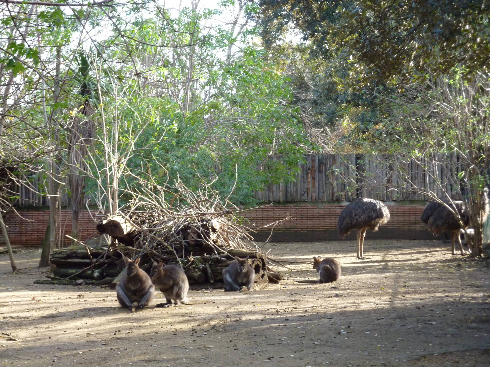 Bioparco Roma - Australia paddock