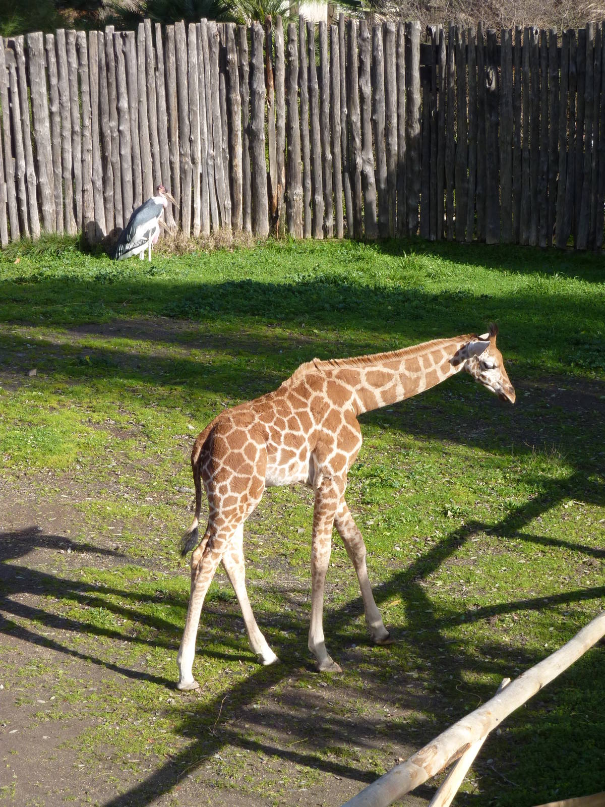 Bioparco Roma - Baby giraffe and Marabous