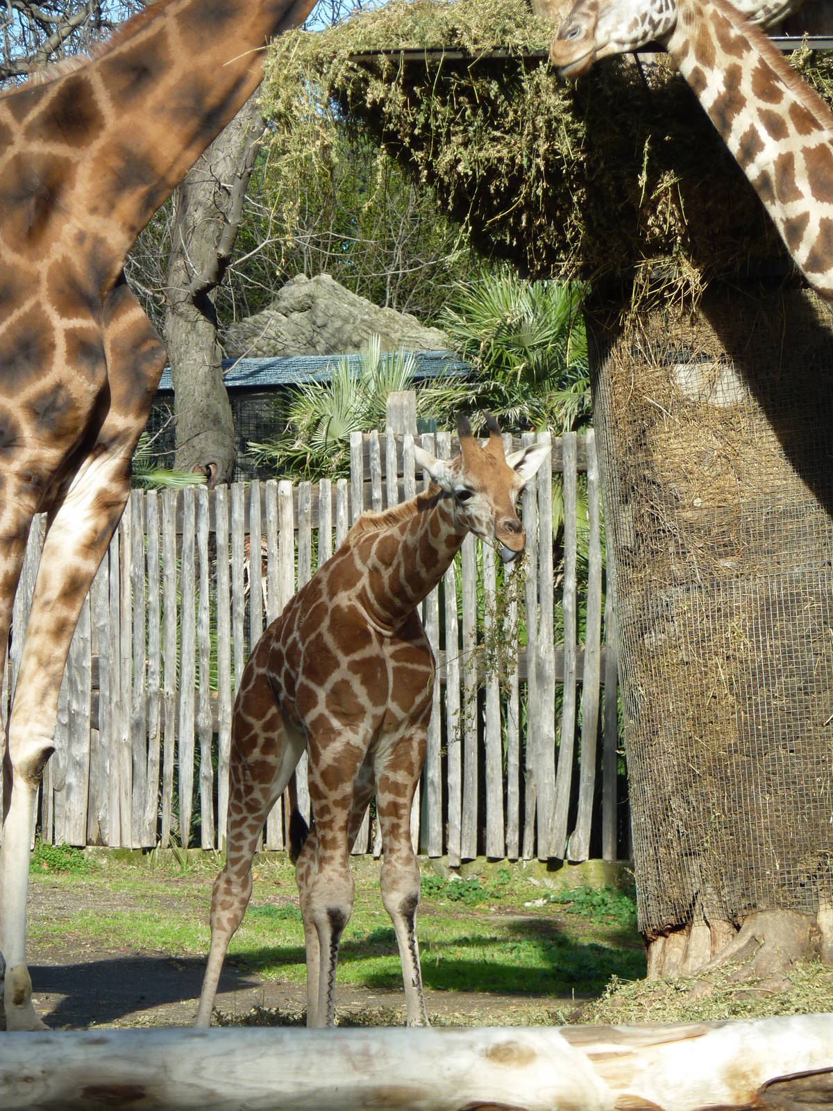 Bioparco Roma - Baby giraffe