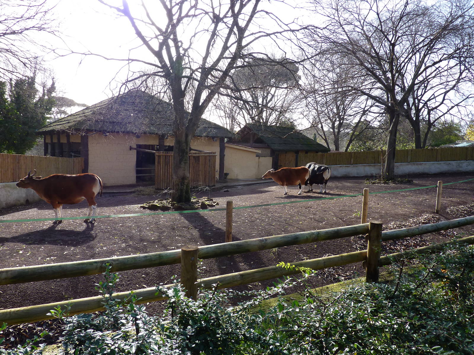 Bioparco Roma - Banteng paddock
