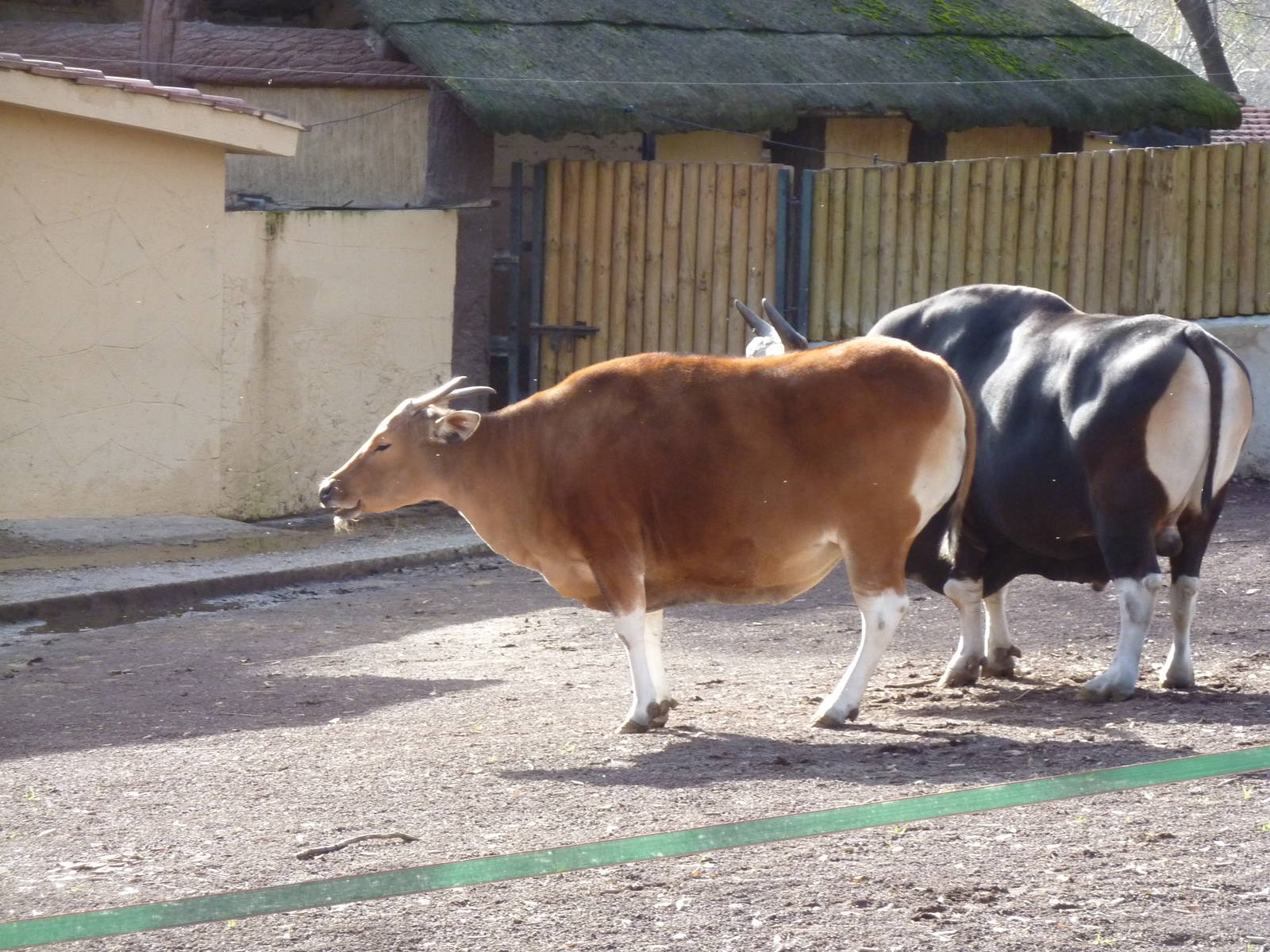 Bioparco Roma - Banteng