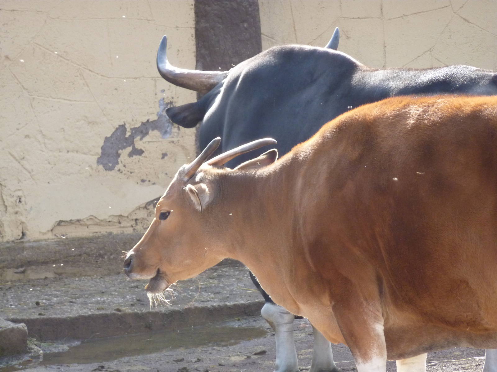 Bioparco Roma - Banteng