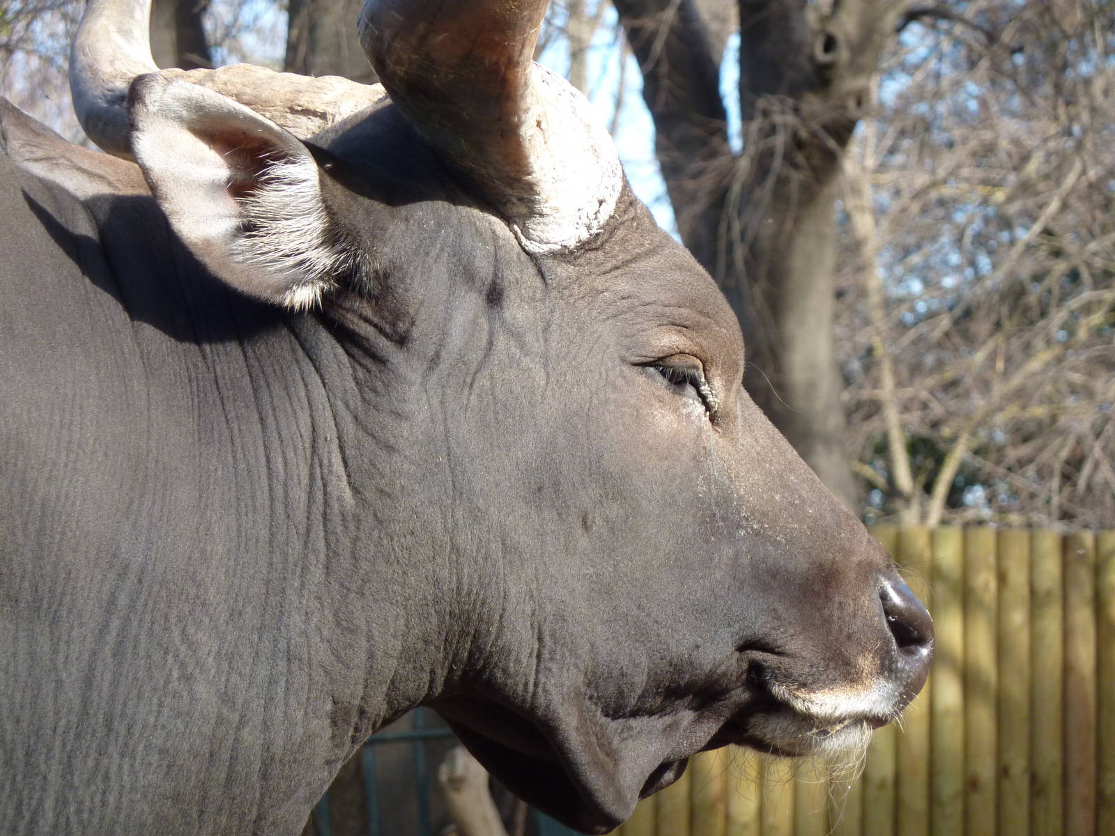 Bioparco Roma - Banteng