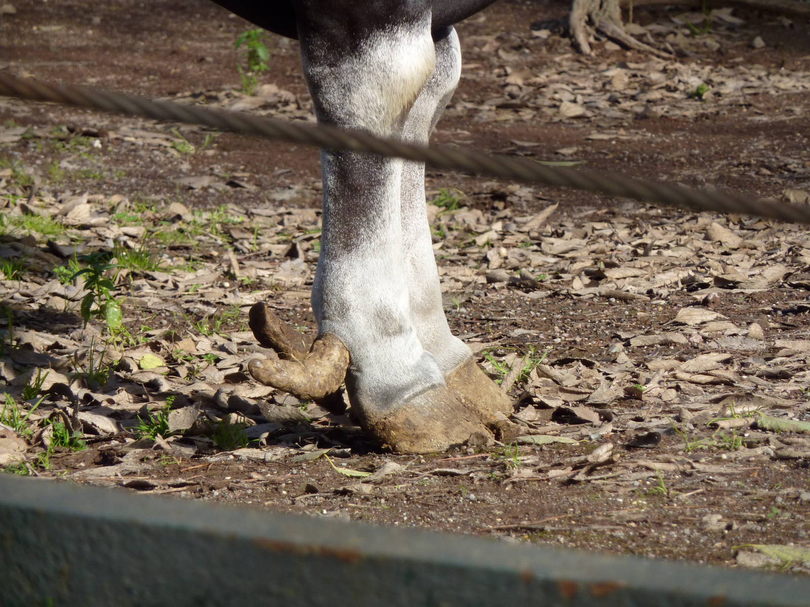 Bioparco Roma - Banteng's hooves