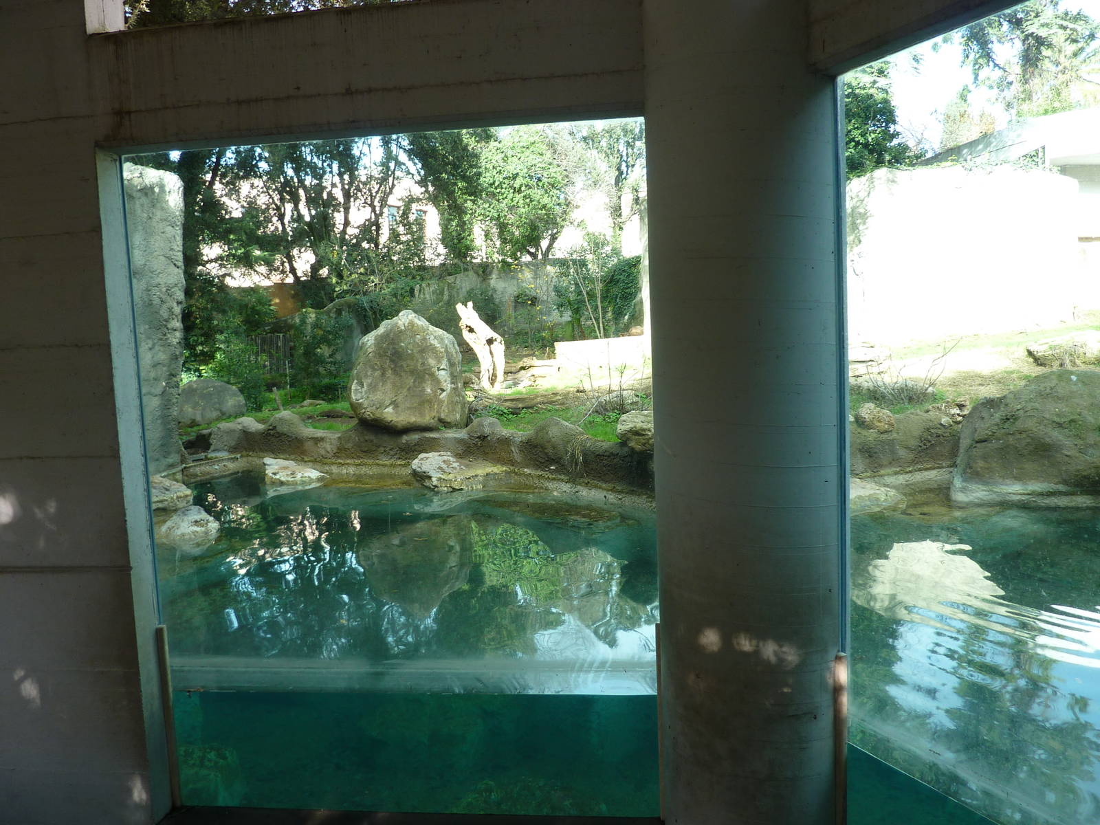 Bioparco Roma - Bear underwater viewing