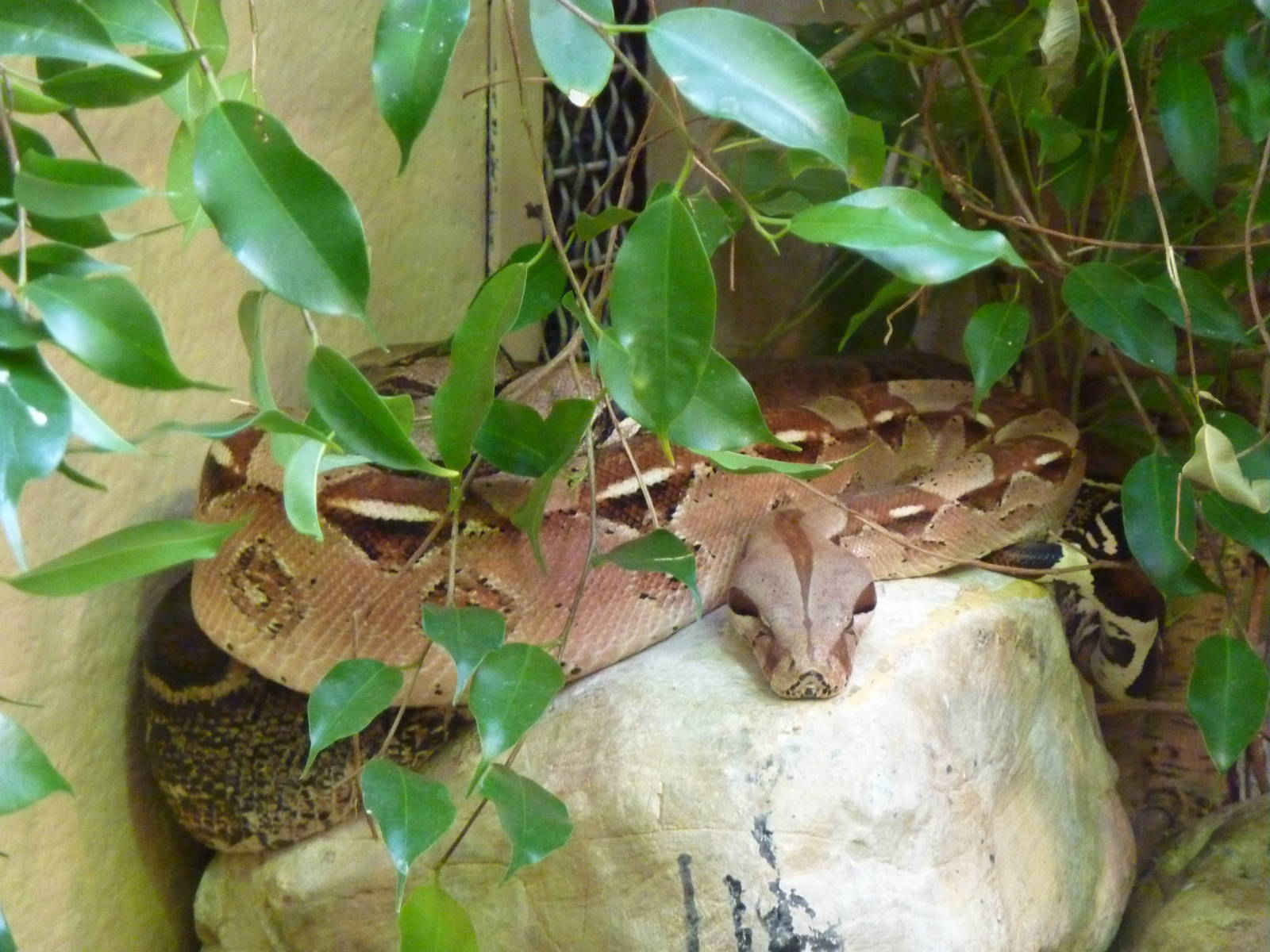 Bioparco Roma - Boa constrictor